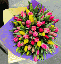 Kolorowe Tulipany 75 szt